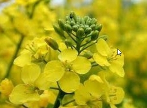 Динамика цен на рапсовое масло в Германии в начале 2014 года ##f_price|CURR_SIGN##