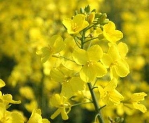 Урожай рапса в Европе превысит показатели 2013 года и составит 21,5 млн. т ##f_price|CURR_SIGN##