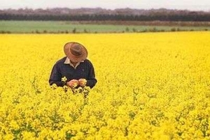 Шотландские ученые пересмотрят питательную ценность рапса в кормах для свиней и птицы ##f_price|CURR_SIGN##