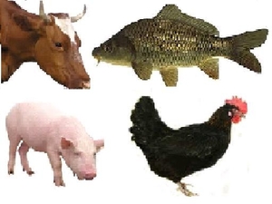 Предлагаем линии переработки отходов животного происхождения грн.0