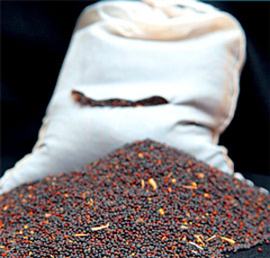 Компания на постоянной основе закупает рапс грн.0