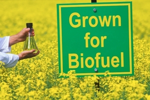 Продам масло рапсовое грн.0