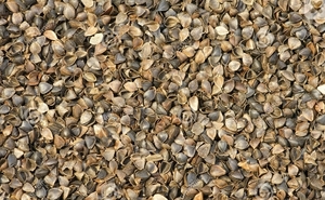 Постоянно скупаю шелуху гречихи грн.0