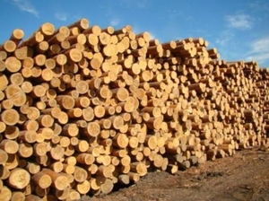 Продам  кругляк сосна 1 сорт грн.0