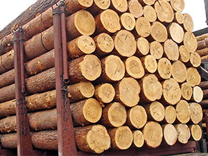  Лес-кругляк, бревна сосна, экспорт грн.0