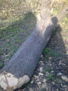 Продам спиленные фруктовое дерево груша грн.0