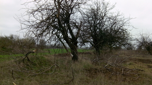 Дрова яблони, доставка грн.0