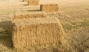 Продам овсяную солому затюкованную в тюки 12-14 кг грн.0