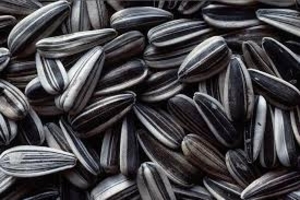 Куплю подсолнечник товарный грн.0