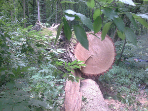 Дрова твердых пород - дуб, граб, акация грн.800