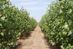 Реалізовуємо щепу енергетичної тополі грн.0