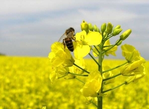 Урожай рапса в Европе уменьшился на 15% в результате запрета на использование никотиноидов ##f_price|CURR_SIGN##