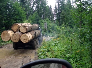 Регуляторные меры в области альтернативной энергетики в ЕС привели к повышению спроса на древесину ##f_price|CURR_SIGN##