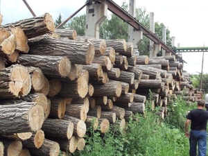 Дрова дуба и акации колотые и в чурках грн.500