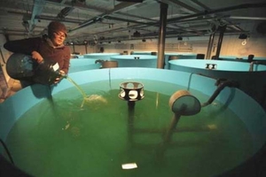 Американские исследователи синтезировали из водоросли два вида биотоплива ##f_price|CURR_SIGN##