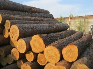 Дрова дуба и акации оптом и в розницу грн.389