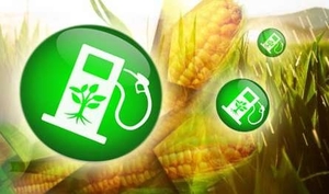 Малое предприятие "Монстера" намерено производить биотопливо ##f_price|CURR_SIGN##