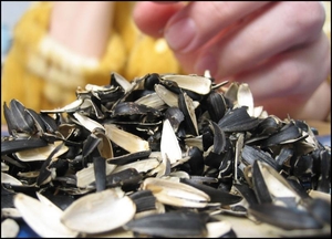 Куплю лузгу (шелуху) подсолнечника большой обьем грн.400