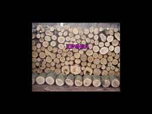 Пропонуемо дрова рiзних порiд (дуб, акация, сосна, береза) грн.0