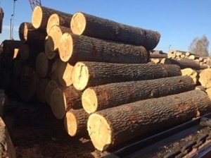 Оптом кругляк дуб грн.0