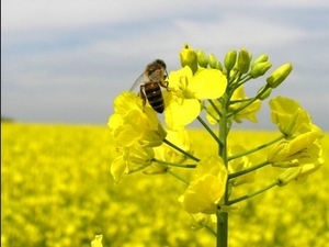 Аналитики рынка ожидают в 2015 году снижение европейского урожая рапса ##f_price|CURR_SIGN##