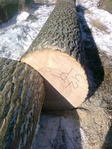 Необрезная доска из ясеня свежепиленная и сухая грн.3000