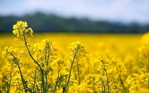 Евросоюз вновь рассмотрит вопрос ограничения производства биотоплива из зерновых культур ##f_price|CURR_SIGN##