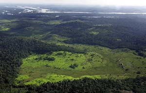 Власти Индонезии вводят необдуманные субсидии на производство биотоплива ##f_price|CURR_SIGN##