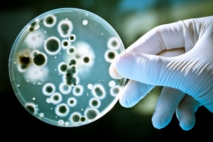 Использование азотфиксирующих бактерий может снизить себестоимость биотоплива ##f_price|CURR_SIGN##