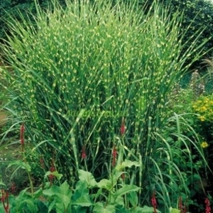 Производство биотоплива из мискантуса оказалось наиболее выгодным и экологически безопасным ##f_price|CURR_SIGN##