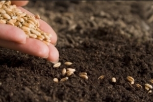 По оценкам аналитиков, удорожание посевной кампании 2015 не скажется на  украинском урожае масличных ##f_price|CURR_SIGN##