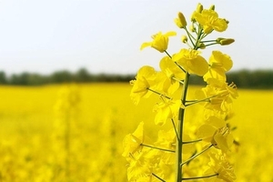 Урожай рапса 2015 года в Европе снизится на 11% ##f_price|CURR_SIGN##