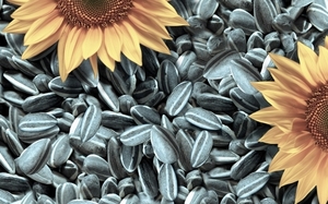 Измаильский переработчик подсолнечника возобновил свою работу ##f_price|CURR_SIGN##