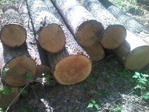 Продам дуб-кругляк грн.0