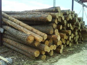 Ліс-кругляк з Івано Франківська грн.0