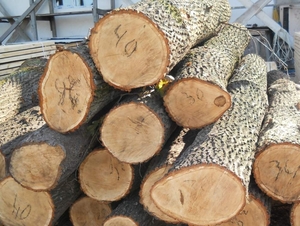 Куплю кругляк ясеня 1,2,3 сорт грн.1