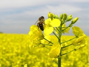 Фермеры Кембриджа пострадали из-за запрета на выращивание рапса ##f_price|CURR_SIGN##