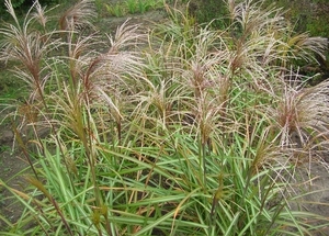 Американские предприниматели помогут Украине в вопросе замещения энергоносителей ##f_price|CURR_SIGN##