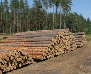 Пиловочник сосна, деловой лес, кругляк продам грн.