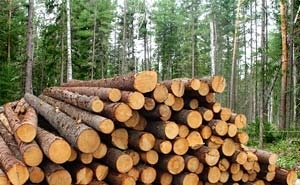 Рудстойка сосна продам грн.