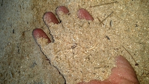 Продам тырсу сосны грн.150