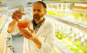 Шотландские учёные определили новый вид водорослей, пригодных для производства биотоплива ##f_price|CURR_SIGN##