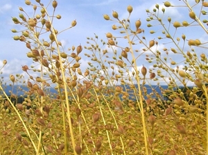 Учёные США нашли способ снизить вязкость семян масличных ##f_price|CURR_SIGN##