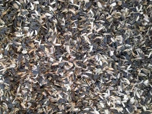 Купим лузгу (шелуху) подсолнуха грн.0