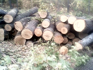 Продам дуб: дрова  грн.300