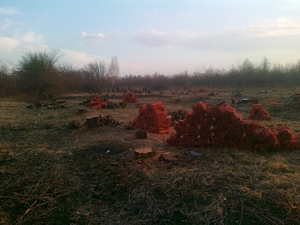 Продаём дрова яблони грн.0