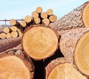 Предприятие реализует лес кругляк, хвойных пород грн.985