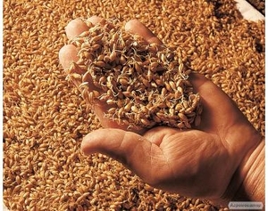 Продам солод пшеничній грн.11