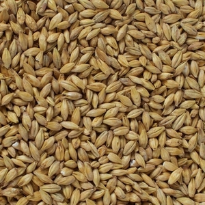 Продам солод ячменный пивоваренний грн.11