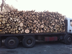 Кругляк акации, дуба, ясеня грн.0